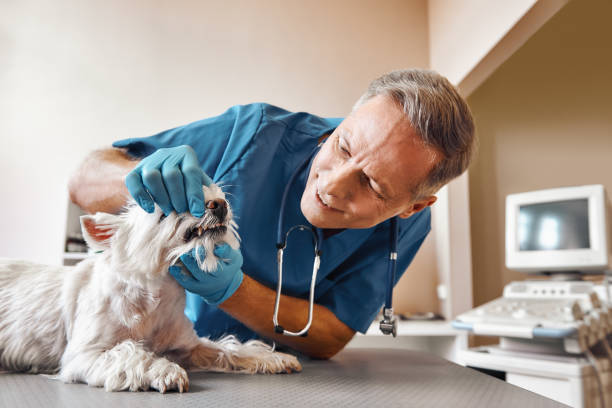 Best Emergency Dental Care for Abscessed Tooth in Bostonia, CA